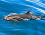 Delphin Costa Rica- Golfo Dulce